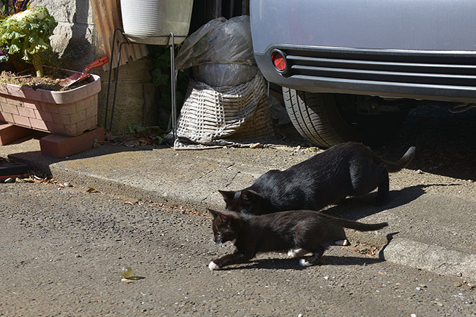 街のねこたち