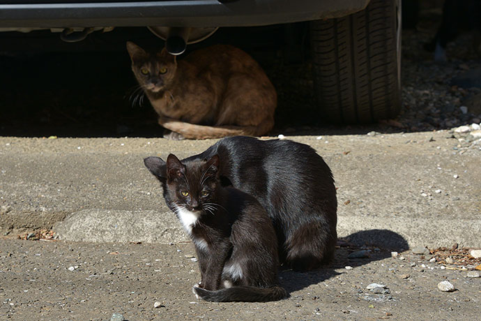 街のねこたち