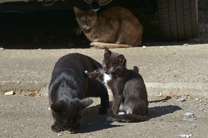 街のねこたち