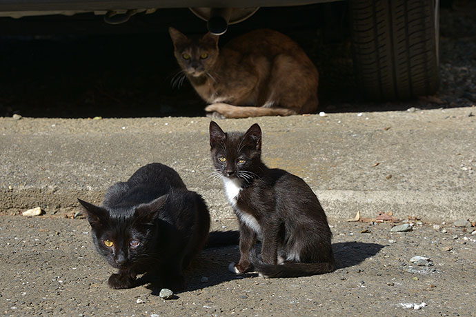 街のねこたち