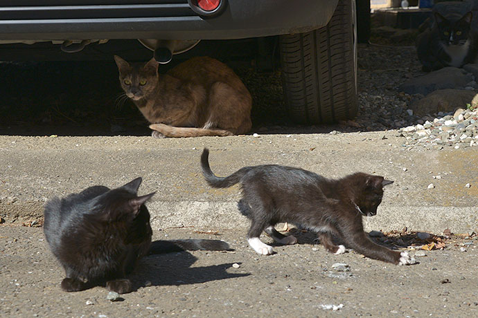 街のねこたち