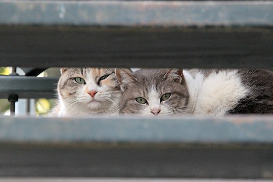 街のねこたち