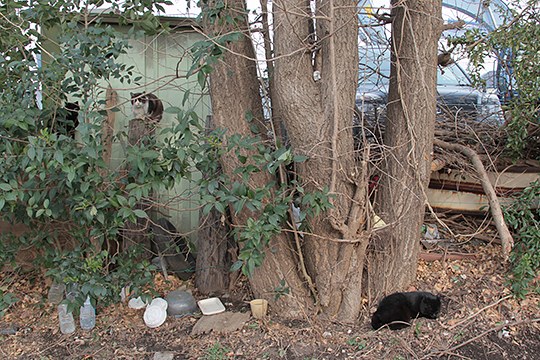 街のねこたち