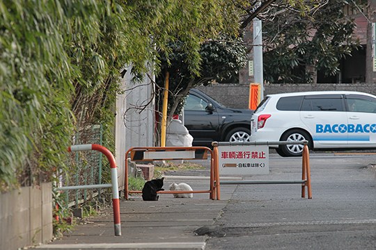 街のねこたち