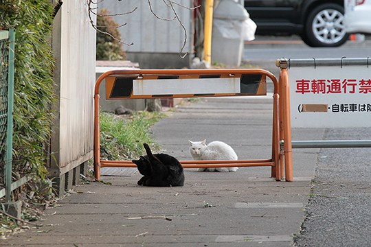 街のねこたち