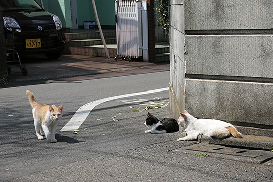 街のねこたち