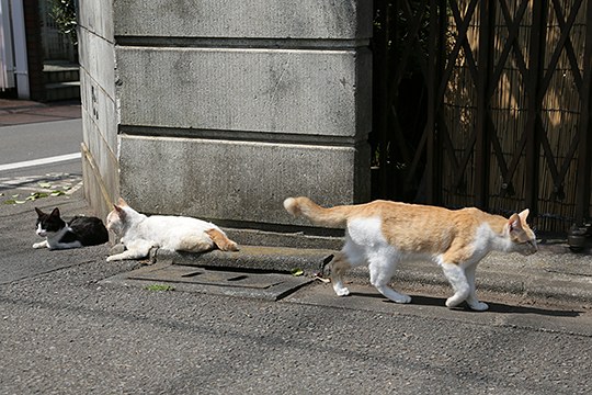 街のねこたち