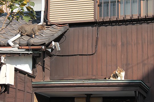 街のねこたち