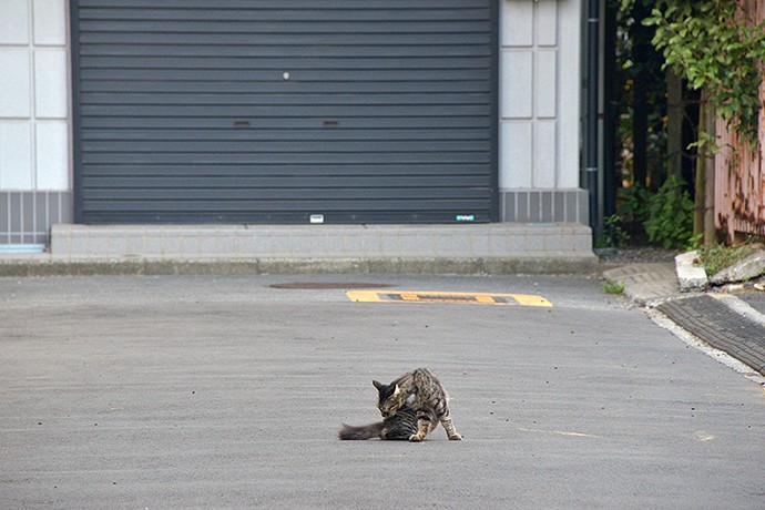 街のねこたち