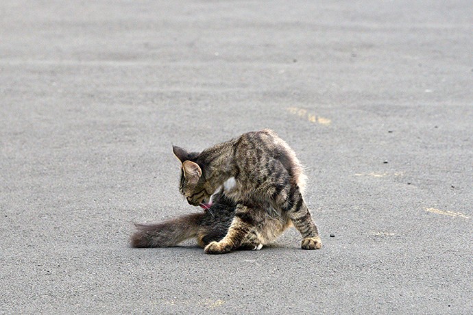街のねこたち