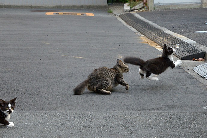 街のねこたち