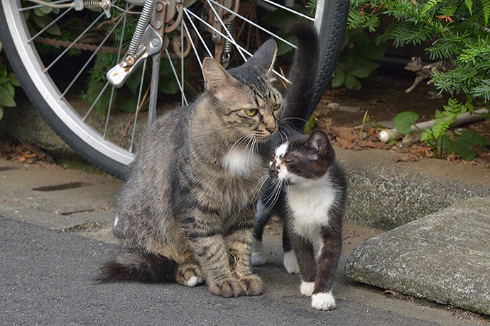 街のねこたち