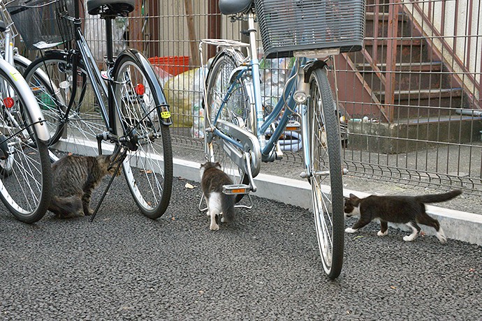 街のねこたち