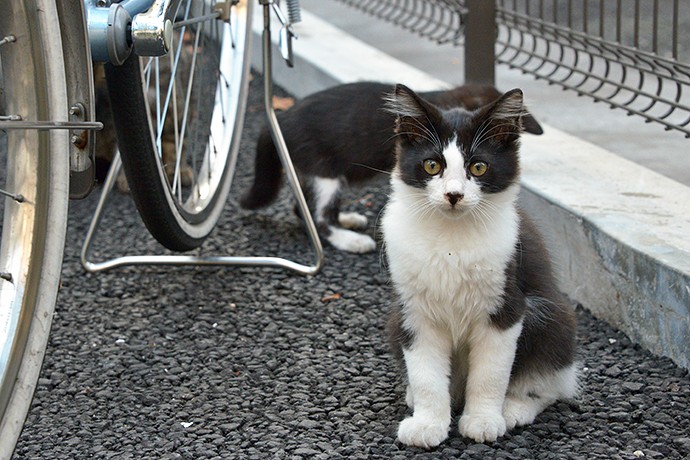 街のねこたち