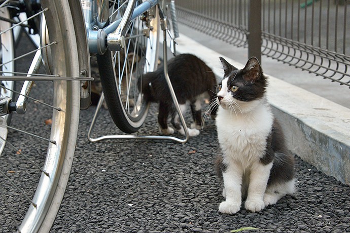 街のねこたち