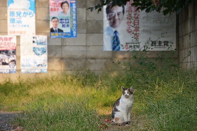 街のねこたち