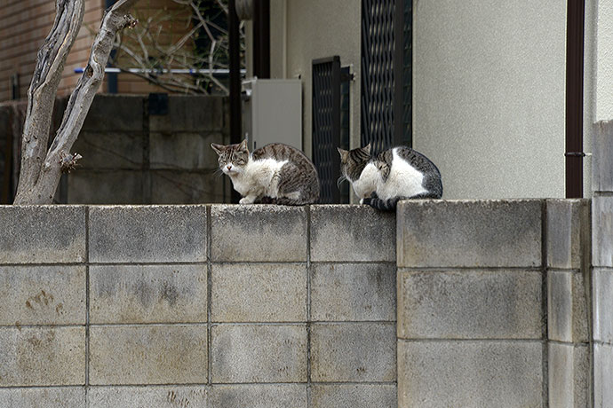 街のねこたち