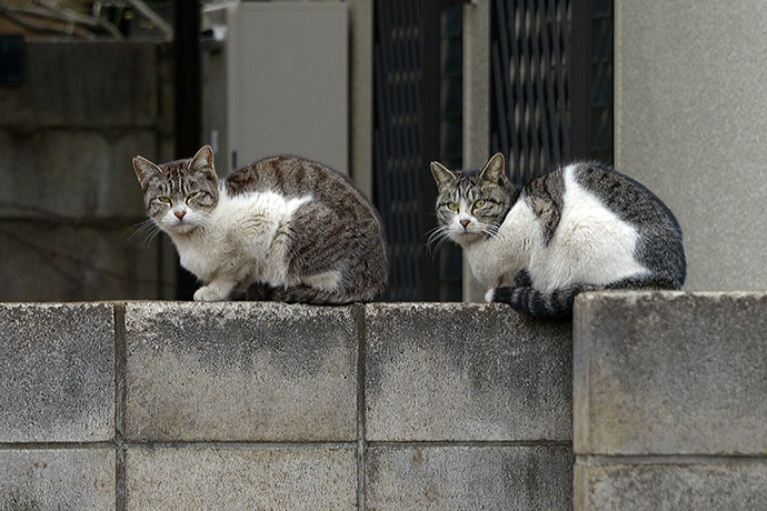 街のねこたち