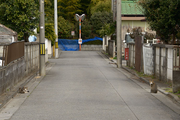 街のねこたち