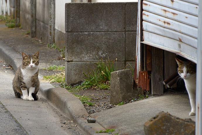 街のねこたち