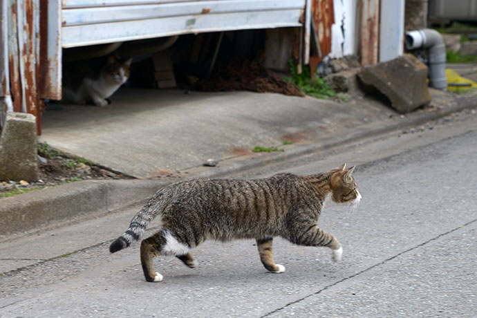 街のねこたち