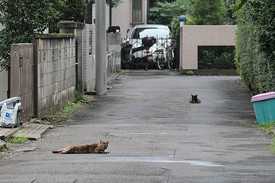 街のねこたち