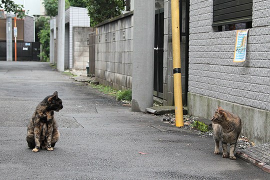 街のねこたち