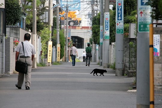 街のねこたち
