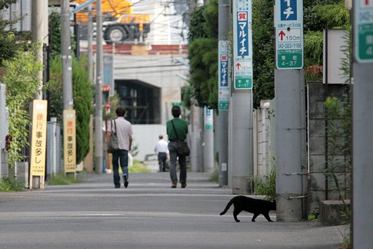 街のねこたち