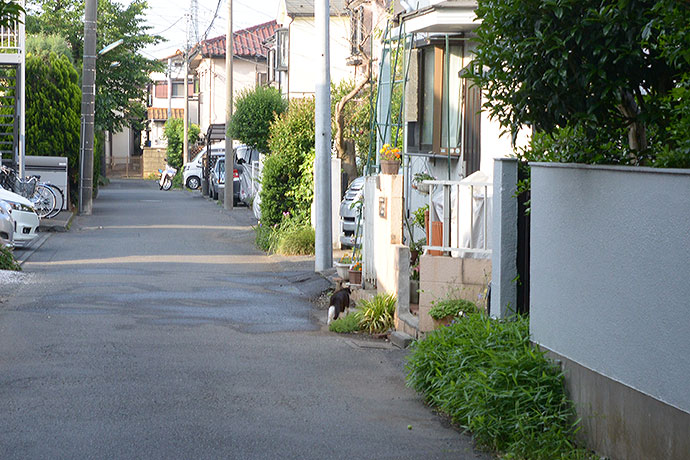 街のねこたち