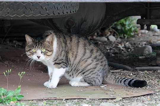街のねこたち