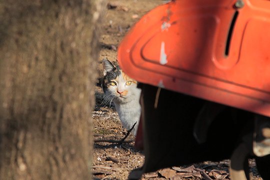 街のねこたち