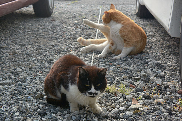 街のねこたち