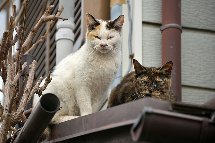 街のねこたち