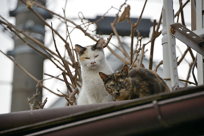 街のねこたち