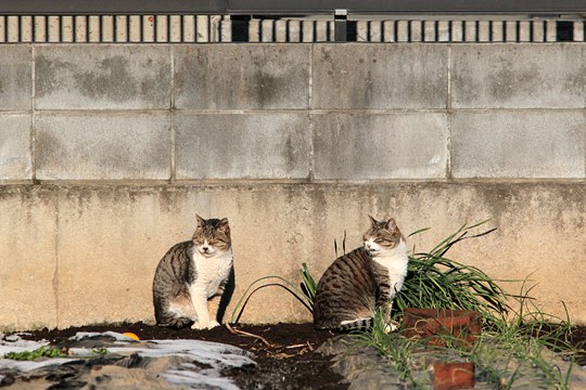 街のねこたち