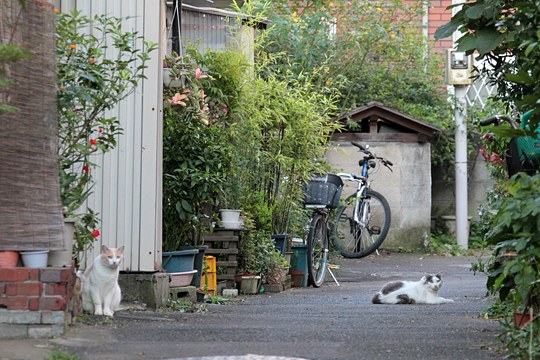 街のねこたち