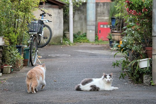 街のねこたち