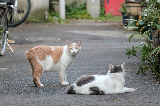 街のねこたち