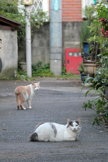 街のねこたち