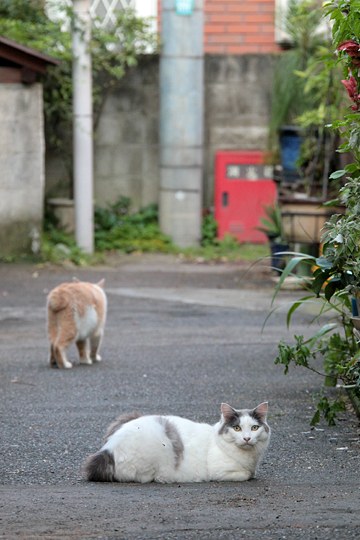 街のねこたち