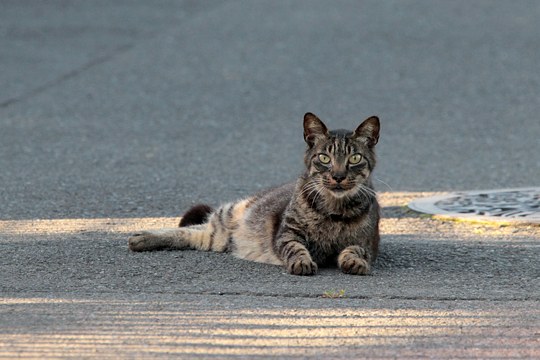 街のねこたち