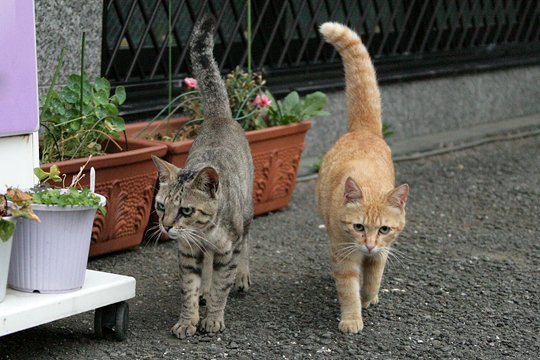 街のねこたち