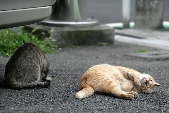 街のねこたち