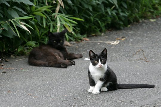 街のねこたち