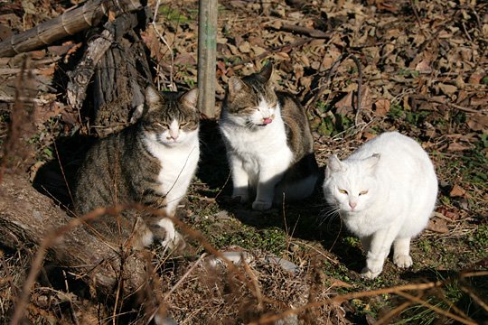 街のねこたち