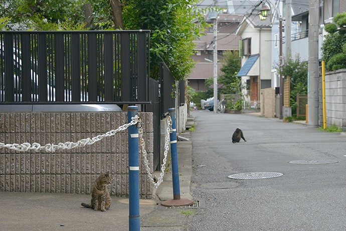街のねこたち