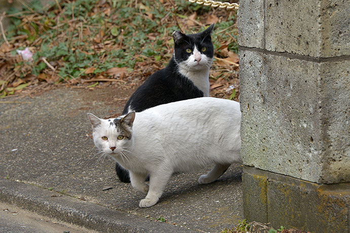 街のねこたち