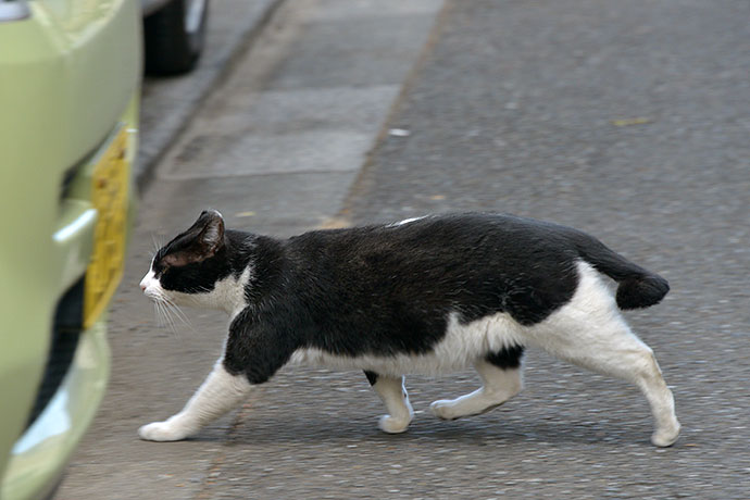 街のねこたち