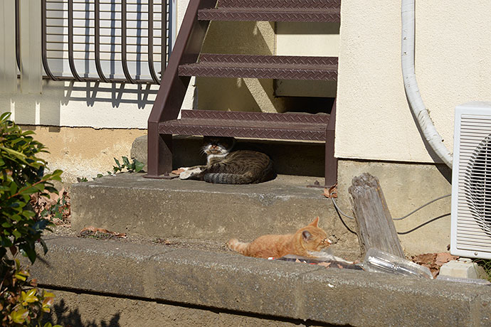 街のねこたち